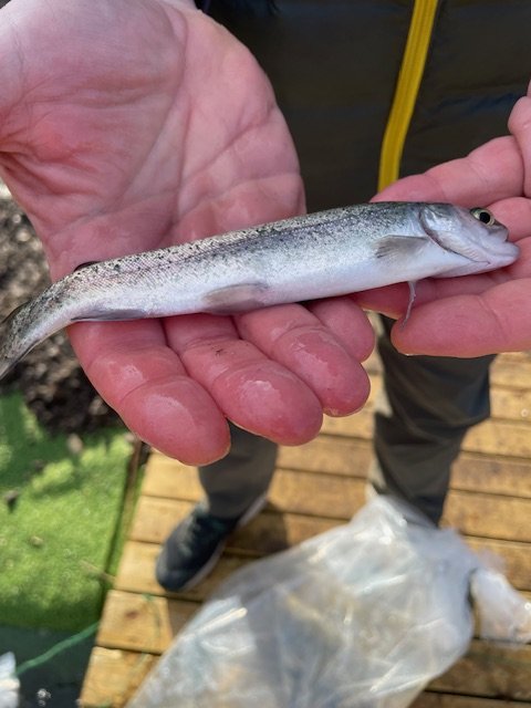 small fish
